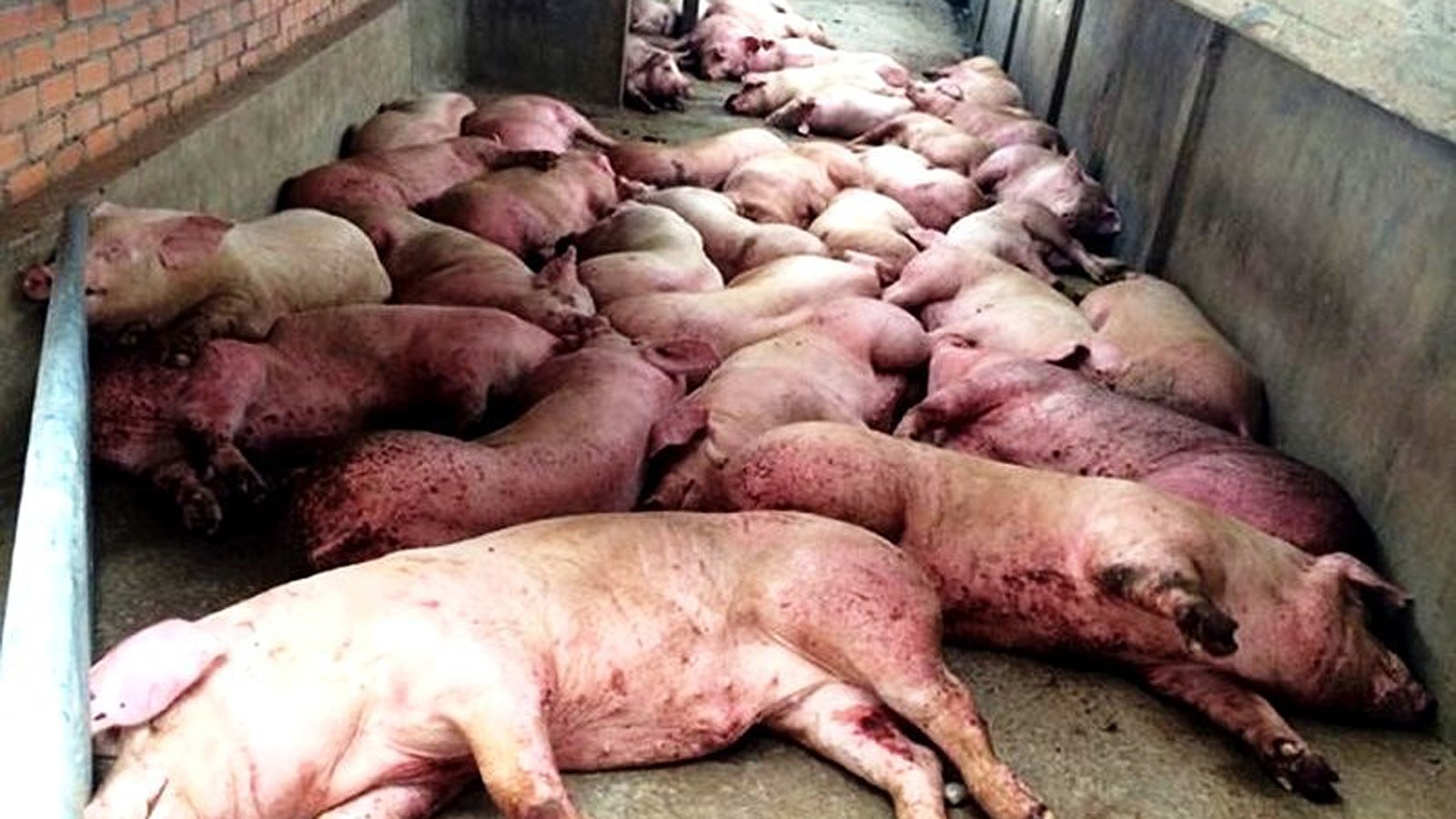 Giá thịt lợn tăng cao do lợn chết vì dịch tả quá nhiều 