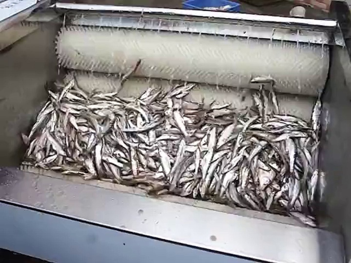 máy đánh vảy cá công nghiệp