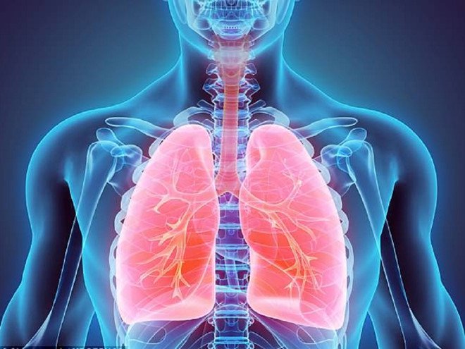 Cấu tạo của phổi Cấu tạo của phổi